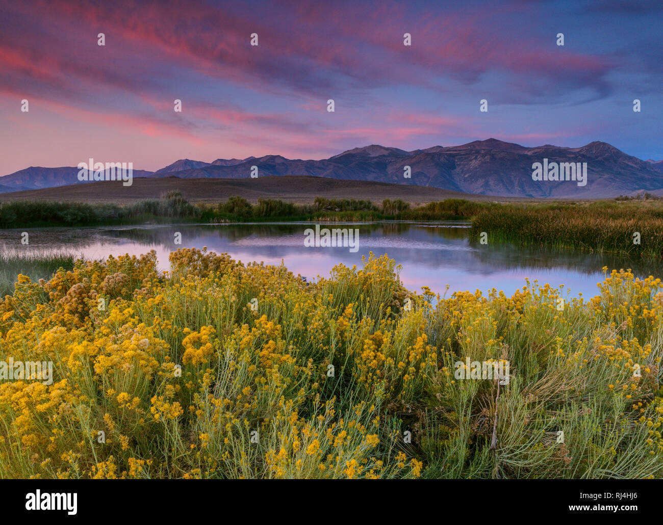 Dawn, Feuchtgebiete, Mono Basin National Forest Scenic Area, östlichen Sierra, Inyo National Forest, Kalifornien Stockfoto