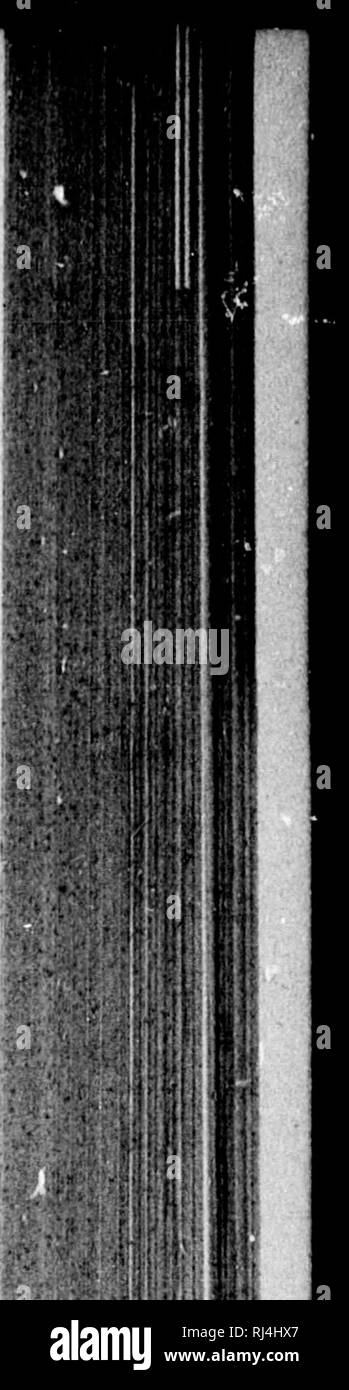 . Lebensgeschichten der nordamerikanische Vögel mit besonderem Bezug zu ihrer Zucht Gewohnheiten und Eier [microform]. Vögel; Vögel; Oiseaux; Oiseaux. rtm Die HARPYIE. 271 entsprechend korrigieren. Ho sagt: "Die Iliirpy Eaj^ le (^ Harpia sliot dcstrudor) hat sich in den Bergen des südwestlichen BoHvia wurde, in der die Gelder du Diable von San Domingo, und in den Tälern der südlichen Kalifornien; l) Ut ein Jäger kann diese Regionen seit Jahren ohne die Chance erhalten, Ti) seinen Trophäen der Feder Coronet der Aquila Reale, der König der Adler, als die Spanier nennen ihn, während der jeder Landwirt Junge von einem Oaxaca montieren Stockfoto