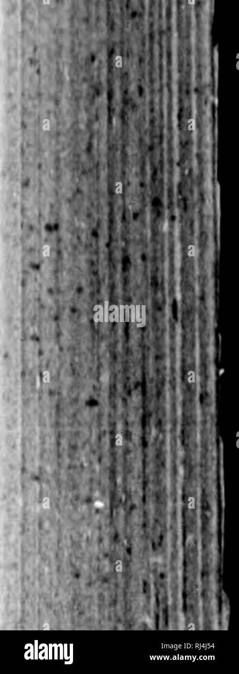 . Lebensgeschichten der nordamerikanische Vögel, von den Papageien zu den grackles [microform]: mit besonderem Bezug zu ihrer Zucht Gewohnheiten und Eier. Vögel; Vögel; Oiseaux; Oiseaux. XnR IIOCKY MO'TNTAIN JAY. Sae seine i-) int witli tlit* Uocky Moiintuin Jay auf Ortolicr 31, lH7r&gt;, auf n wliilo liinitin;, 'Reise, auf tlut lutail Gewässern des lUiar (! nH (k, a tribntary von Silvicn Uivcr, tim lUno Bergen, in (Jniiit (! onnty, Orojron, an einem altitnilo von altont O.^ OO fijyt Es appoai' iMl Iki ratlmr selten, nur zwei Rt | M'"^ ini "Mis l) i) injc olwcrvttd. Tlumo trug angezogen Ity ein Täter, die ich iiad getötet, ein Stockfoto
