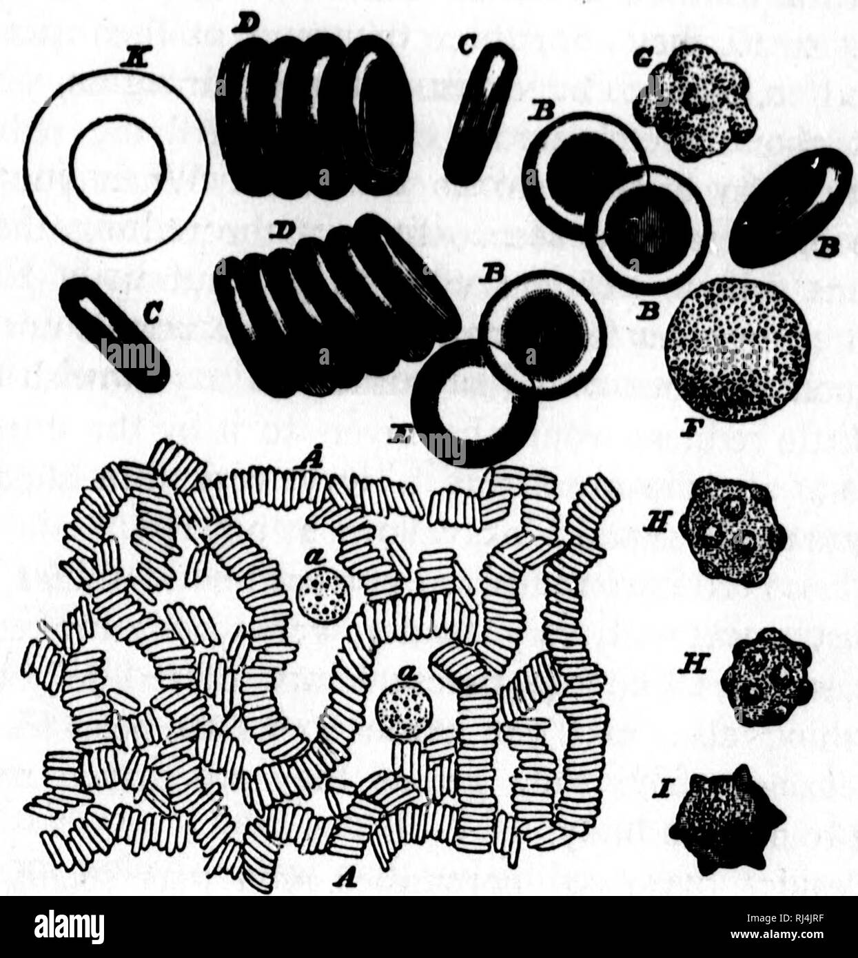 . Physiologie [microform]. Physiologie; Physiologie. BLOODJ PHYSIOLOGIE, 43 runden Körper, das Blut Discs oder Blut Cor-puscles (Abb. 4, A), wenn Sie genau hinschauen, werden Sie feststellen, dass die meisten von Ihnen ar ^. Runde, als B; aber alle. Abb. 4.-Rot und JVhiie Blutkörperchen im Blut vergrößert. A. Mäßig vergrößert. Die roten Blutkörperchen sind gesehen liegen in Zeilen wie Rollen der Münzen; an einem und zwei weiße Blutkörperchen gesehen werden. B. in der roten Blutkörperchen, viel mehr Hochvergrößernde, in Angesicht gesehen; c. dito, im Profil gesehen; D. dito, in Reihen, eher stark vergrößert; E. Eine rote Korpuskel geschwollene in eine Sphäre von imbibitio Stockfoto