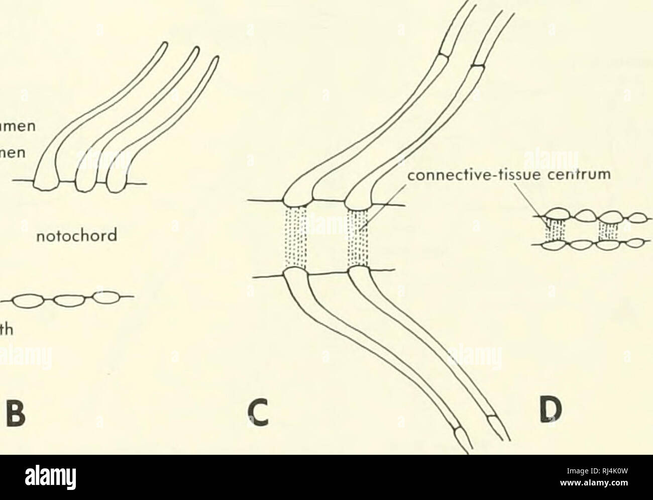 . Stellung der Morphologie. Morphologie (Tiere); Chordata. Die neuronalen Bögen der Anterioren 20 bis 25 Schwanzwirbel Lachs mit neuronalen Stacheln. Der Barsch Sicherung an der Spitze. Die neuronalen Bögen der posterioren dorsals und caudals der Lachs haben die beiden Hälften miteinander verschmolzen. In der Lachs, der Anterioren neuronale Bögen (20 bis 25 Wirbel) sind getrennt vom Körper, in der Erwägung, daß die Stange, nur dass der erste Wirbel getrennt ist. In der Lachs, diese freien Bögen haben ihre Grundlagen in Steckdosen ausgestattet. In den gleichen Regionen, es gibt verkalkte supradorsals zwischen Paaren von Arch compo Stockfoto