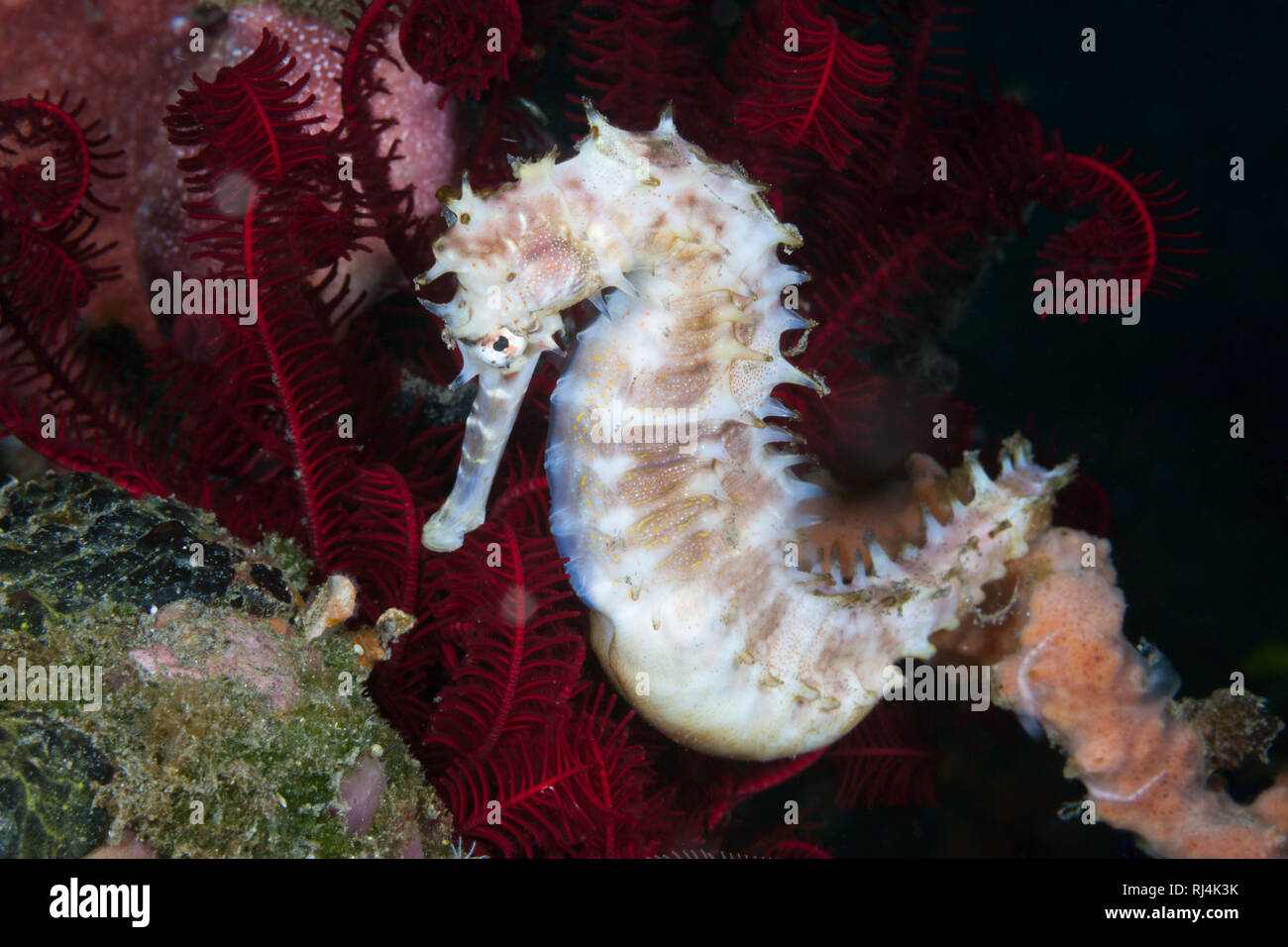 Dorniges Seepferdchen, Hippocampus histrix, Bali, Indonesien Stockfoto