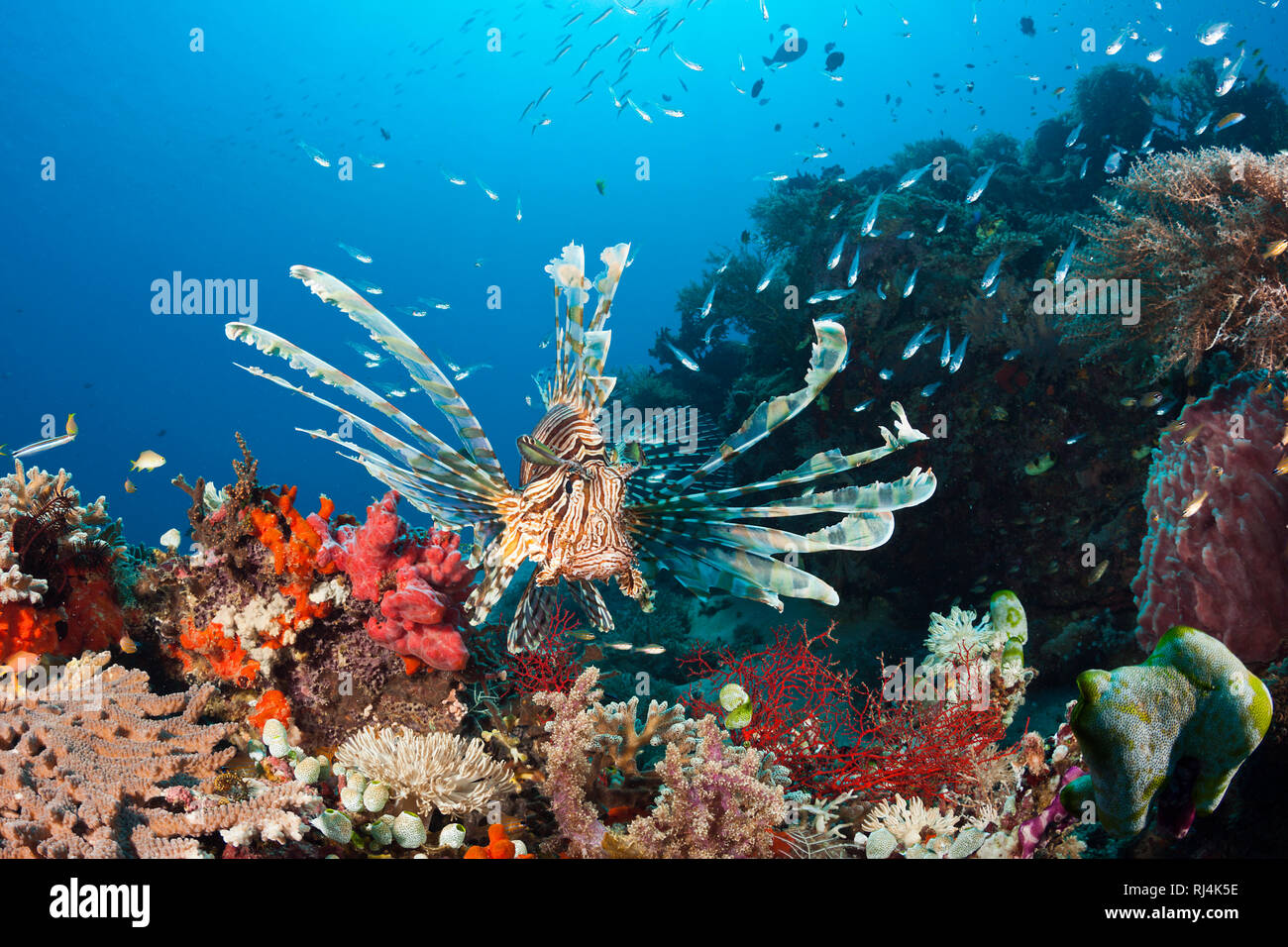 Rotfeuerfisch Pterois volitans am Riff,, Komodo Nationalpark, Indonesien Stockfoto