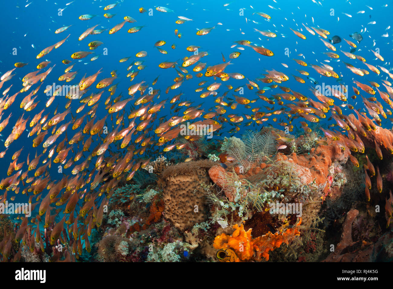 Glasfische im Korallenriff, Parapriacanthus ransonneti, Komodo Nationalpark, Indonesien Stockfoto