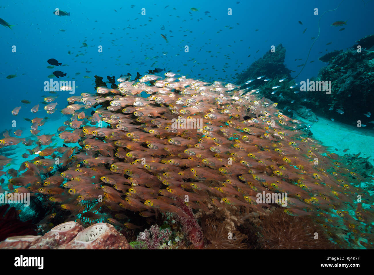 Glasfische im Korallenriff, Parapriacanthus ransonneti, Komodo Nationalpark, Indonesien Stockfoto