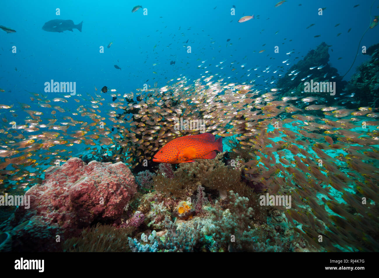 Glasfische im Korallenriff, Parapriacanthus ransonneti, Komodo Nationalpark, Indonesien Stockfoto