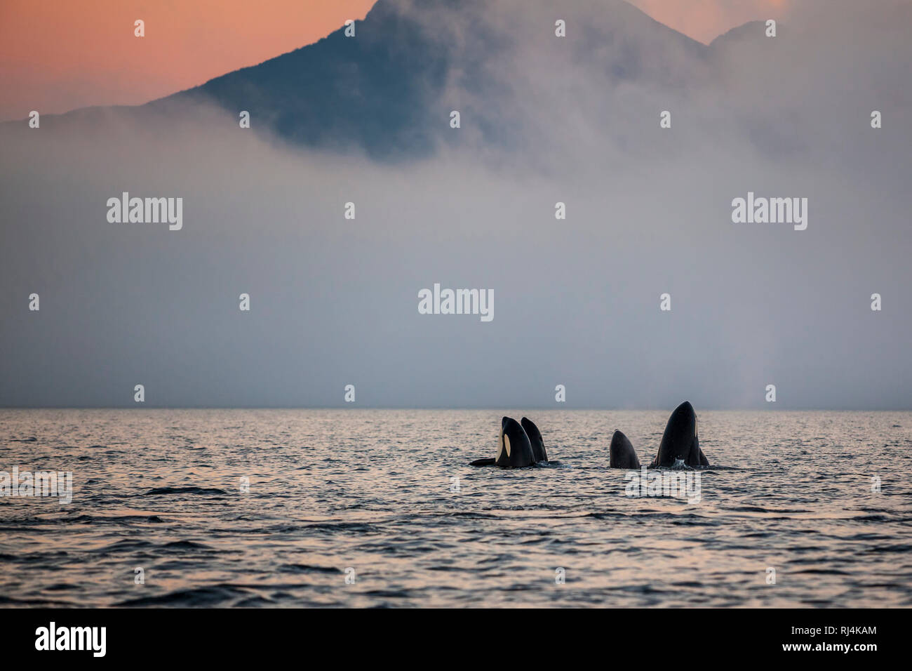 Gruppe von resident Schwertwale (Orcinus Orca) in der Johnstone Strait aus Vancouver Island, British Columbia, Kanada. Stockfoto
