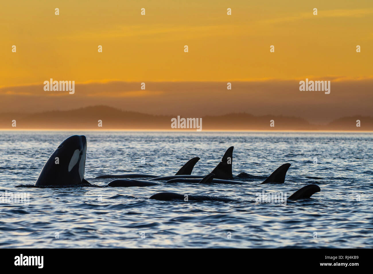 Ruhende Familie Gruppe der residenten Schwertwale (Orcinus orca) während des Sonnenuntergangs in der Johnstone Strait aus Vancouver Island, British Columbia, Kanada. Stockfoto