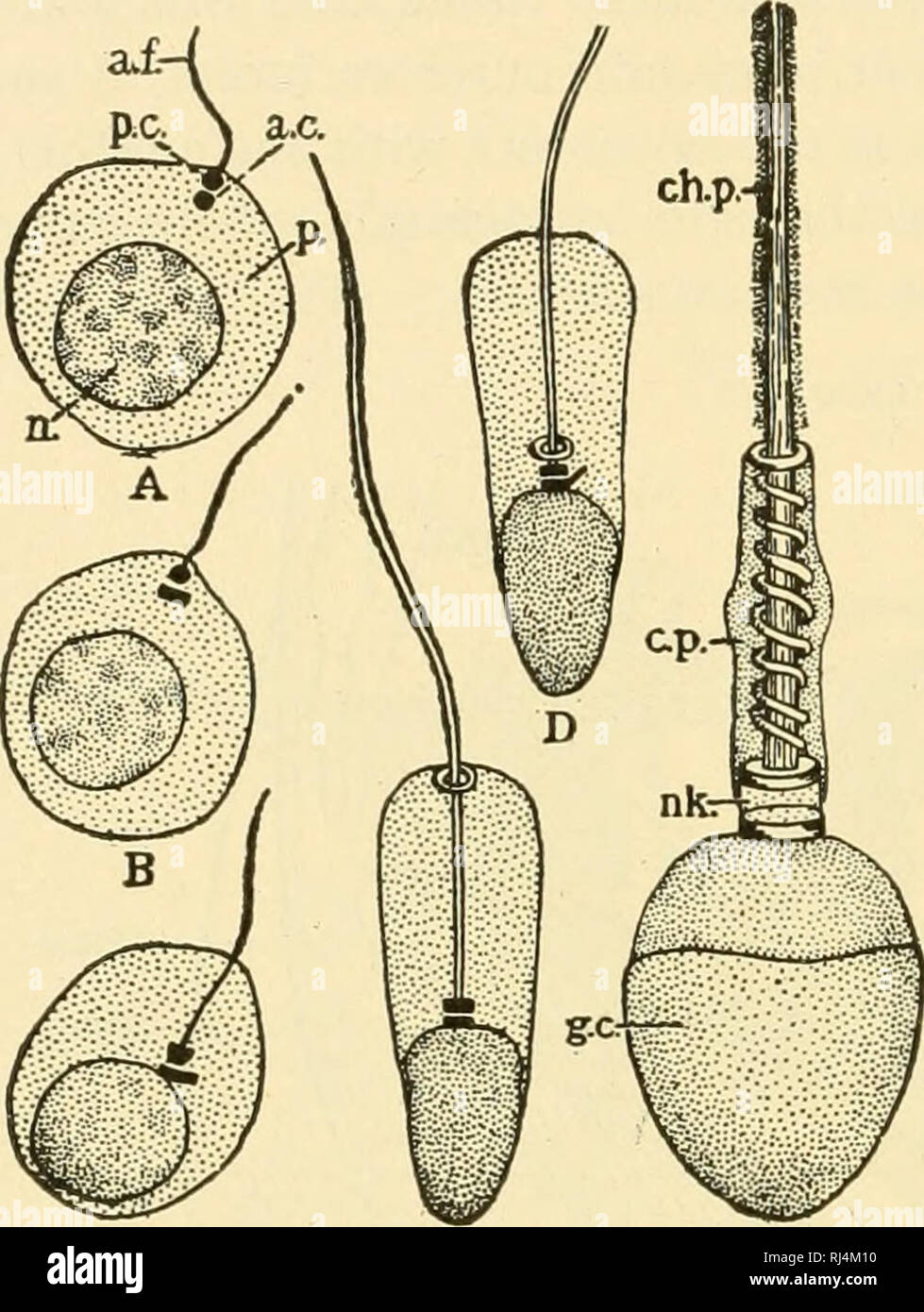 . Stellung Anatomie. Chordata; Anatomie, Vergleichende. 312 Stellung