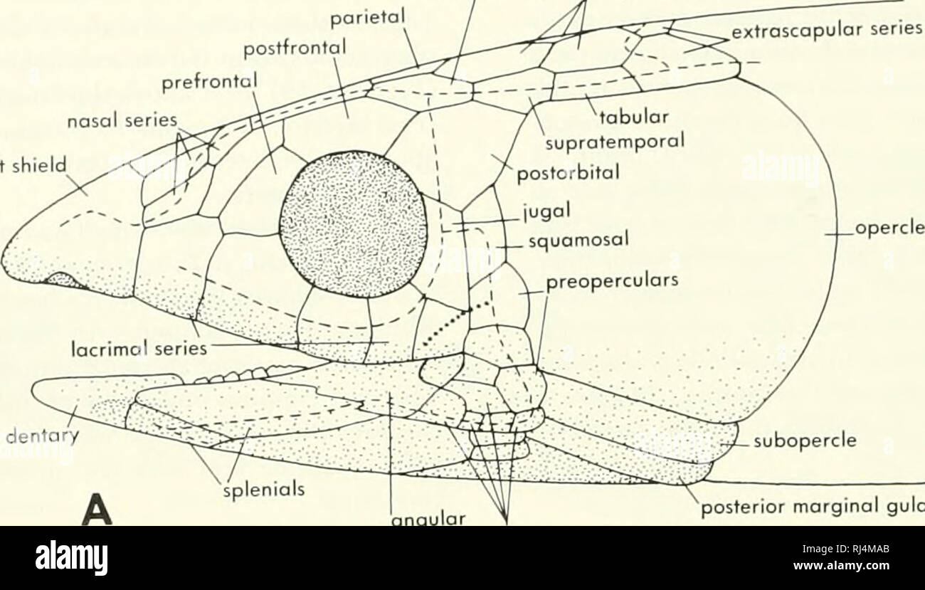 . Stellung der Morphologie. Morphologie (Tiere); Chordata. intertemporale postparietals parietalen postfrontal Präfrontalen nasale Serie Schnauze Schild. dentary eckig posterioren Rn normalen suproangular Skalen Schnauze Schnauze schild Schild anterior spleniol Anteriore mediale Gulären posterioren spleniol eckig. Bitte beachten Sie, dass diese Bilder sind von der gescannten Seite Bilder, die digital für die Lesbarkeit verbessert haben mögen - Färbung und Aussehen dieser Abbildungen können nicht perfekt dem Original ähneln. extrahiert. Jollie, Malcolm. New York, Reinhold Stockfoto