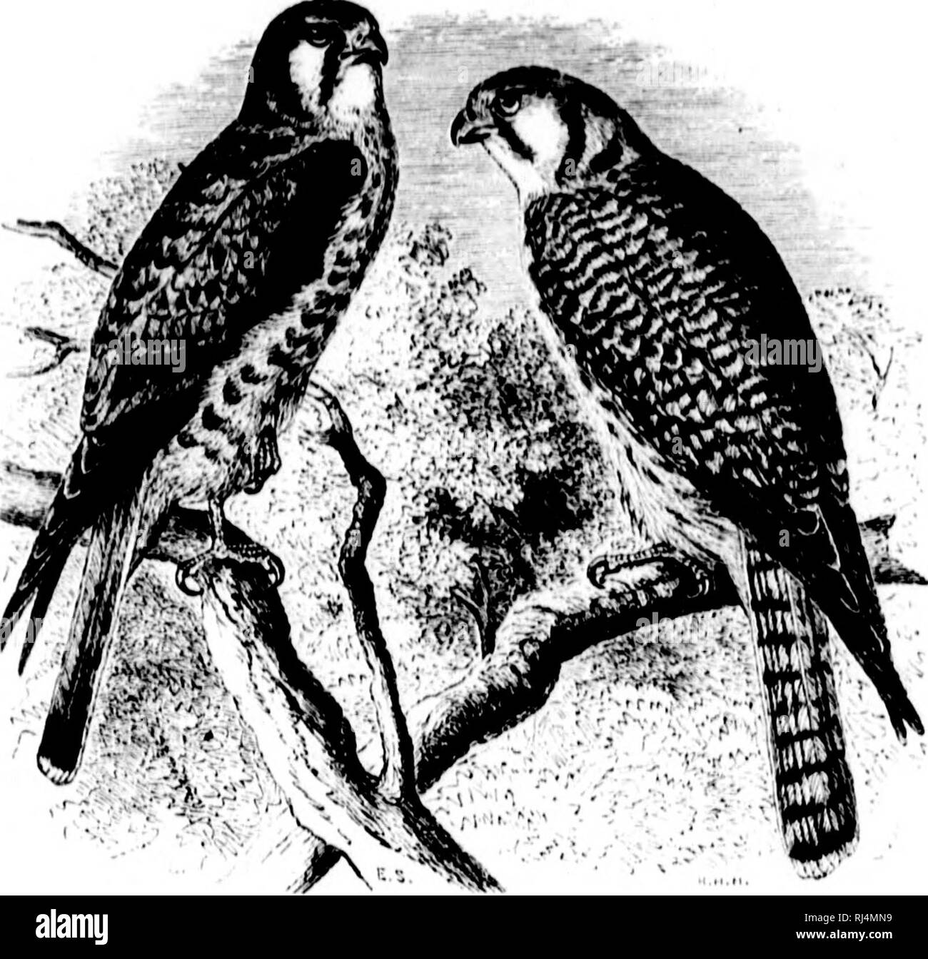 . Ein beliebtes Handbuch der Ornithologie der Vereinigten Staaten und Kanada [microform]: Basierend auf Nuttal's Manual. Vögel; Vögel; Vogelkunde; Oiseaux; Oiseaux; Ornithologie. lor mil TV - r im aith iUar - ich 'nn' Inter |. AMF. RICAN S^ARR ()^V MAWK. FaI.CO SI'AUVI'. RUS. ('IiAK. Erwachsene männliche: Kopf bläulich Asche, mit ictldish Patch ou Krone, und Bl. nk iKitch auf die Seiten und die Nacken; zurück rufous; vinj; s Blau und Schwarz in b. n&gt;;;;;;;; Schwanz Tawny, mit schwarzem Band, und kippte mit Weiß; unten, oder Iniftish tawiiv. Frau: rufous und Bl. ack, mehr Streifen als die männlichen; der Schwanz lawnv, mit mehreren schwärzlich Bars. Len Stockfoto