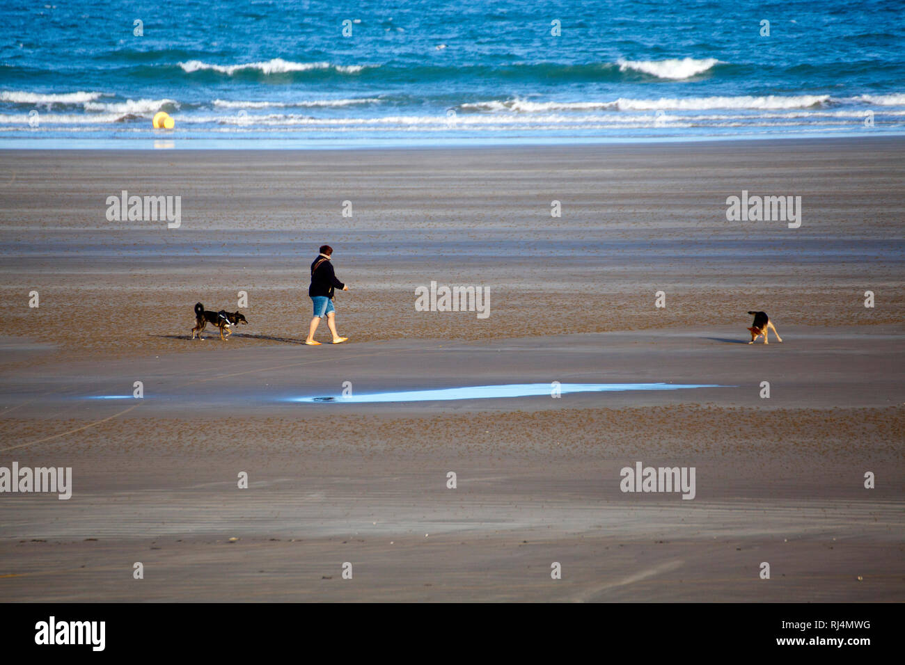 Strandspaziergang Mit Hunden Stockfoto