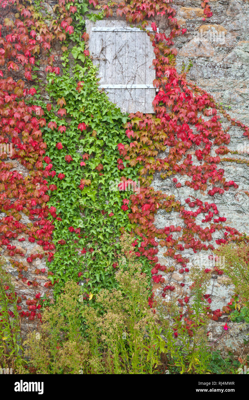 Wilder wein eine hauswand Fotos und Bildmaterial in hoher Auflösung
