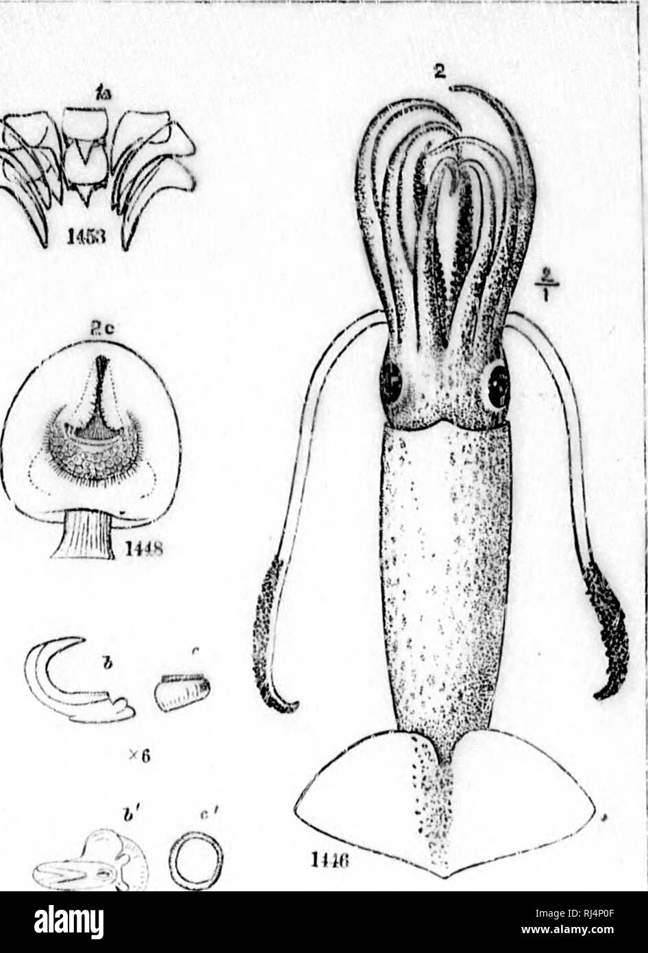 . Auf der Kopffüßer der nordöstlichen Küste von Amerika [microform] Bericht. Cephalopoda, Tintenfische, Kraken; Céphalopodes; Calmars; Poulpe. r2&gt; Na. ll (US. Bitte beachten Sie, dass diese Bilder sind von der gescannten Seite Bilder, die digital für die Lesbarkeit verbessert haben mögen - Färbung und Aussehen dieser Abbildungen können nicht perfekt dem Original ähneln. extrahiert. Verrill, A.E. (Addison Emery), 1839-1926. Washington: G. S. O. Stockfoto