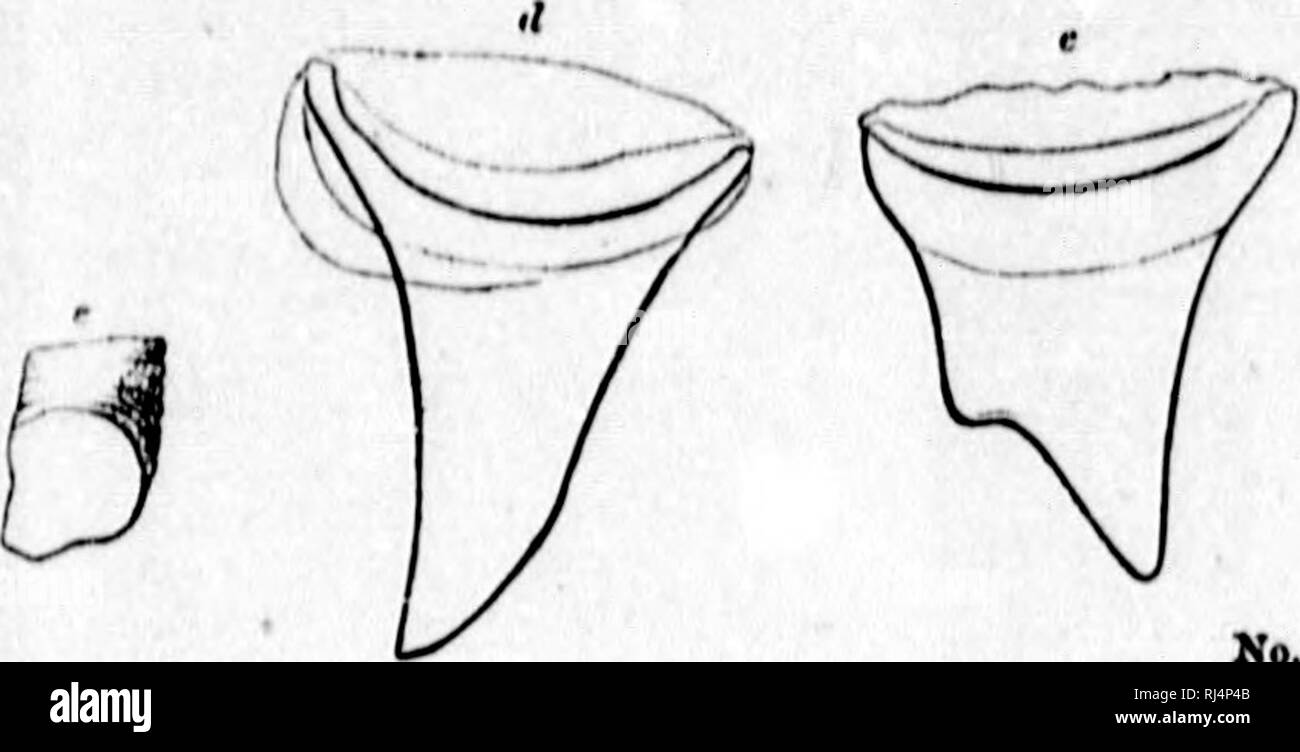 . Auf der Kopffüßer der nordöstlichen Küste von Amerika [microform] Bericht. Cephalopoda, Tintenfische, Kraken; Céphalopodes; Calmars; Poulpe. MihlUU.. Bitte beachten Sie, dass diese Bilder sind von der gescannten Seite Bilder, die digital für die Lesbarkeit verbessert haben mögen - Färbung und Aussehen dieser Abbildungen können nicht perfekt dem Original ähneln. extrahiert. Verrill, A.E. (Addison Emery), 1839-1926. Washington: G. S. O. Stockfoto