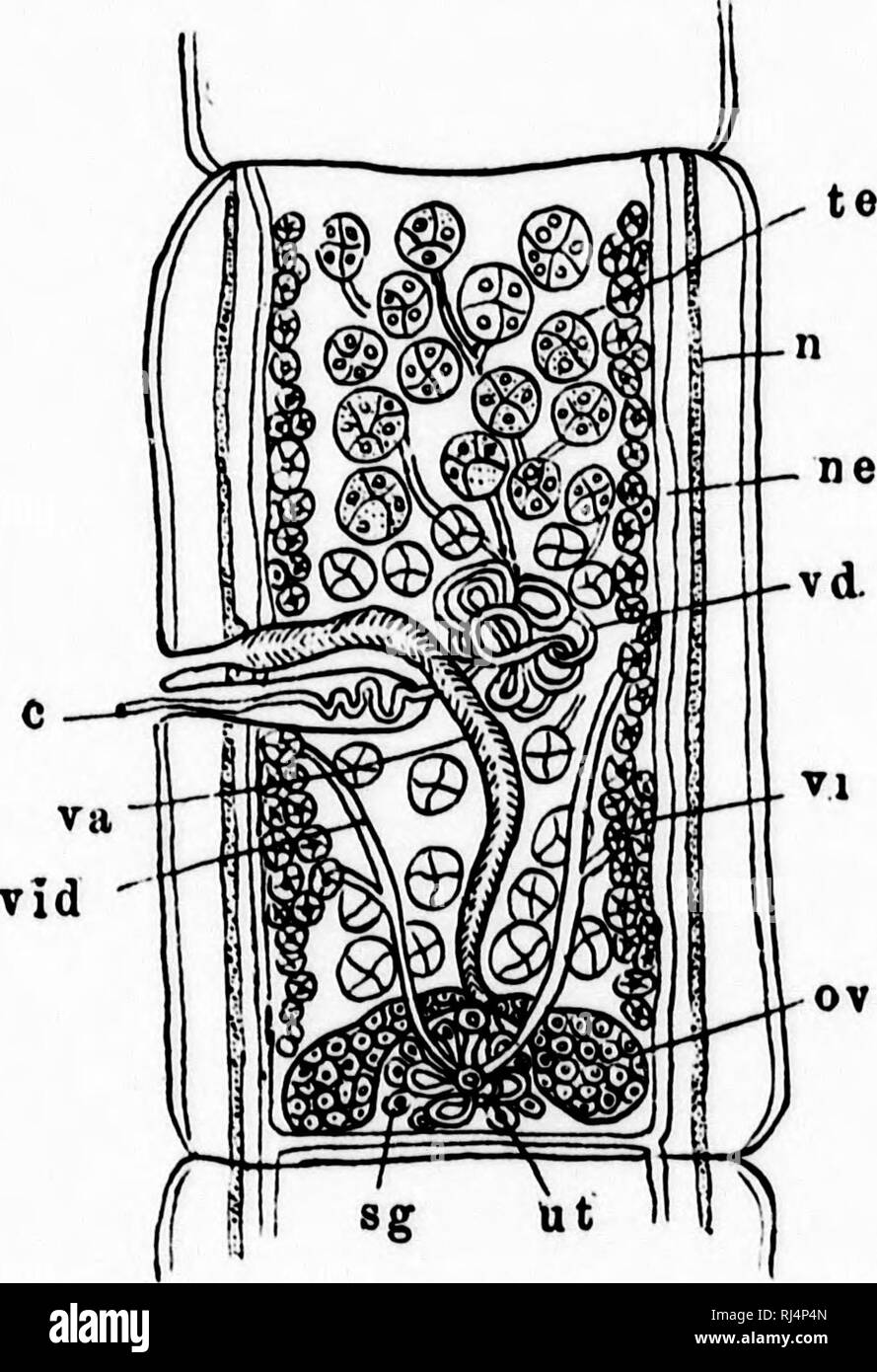 . Ein Lehrbuch der wirbellosen Morphologie [microform]. Wirbellose