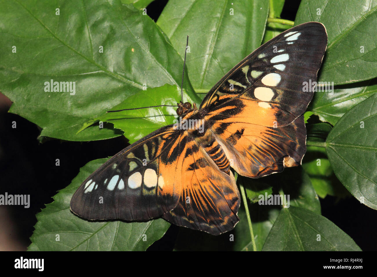 Schmetterling, Segler, Parthenos Sylvia Stockfoto