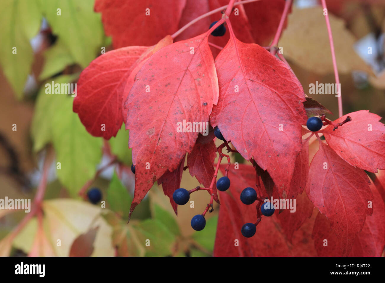 Wilder Wein Im Herbst Stockfoto