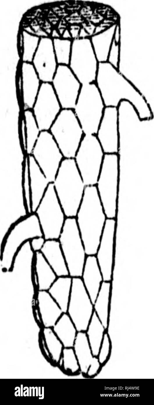. TraitÃ© Ã©lÃ©mentaire de Botanique [microforme]: À l'usage des Maisons d'Ã©Bildung et des Amateurs qui voudraient se livrer à l'Ã©tude de cette Science sans le Secours d'un maÃ®Tre. Botanique; Plantes; Botanik; Pflanzen. DE LA RACINE. 21 40. âLes Ratschings, EU-Ã © gard À leur Richtung et à leurs Formes, ont reÃ § u diffÃ©mieten noms. Elles sind dites:. Bitte beachten Sie, dass diese Bilder sind von der gescannten Seite Bilder, die digital für die Lesbarkeit verbessert haben mögen - Färbung und Aussehen dieser Abbildungen können nicht perfekt dem Original ähneln. extrahiert. Provancher, L., 1820-1892; U Stockfoto