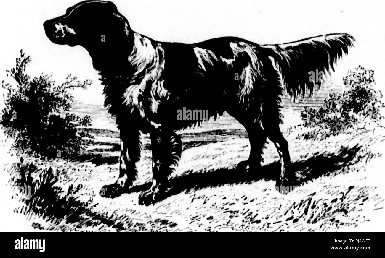 . Sport mit Gewehr und Rod in der amerikanischen Wälder und Gewässer [microform]. Jagd; Jagd; Angeln; Fischen; Chasse; Chasse, Pêche sportive; Pêche sportive. Einige amerikanische sportliche Hunde.. 623 1 IL "11." SCHWARZ UND WIIITK SETTER "nUY MANNERING. Gewinner DES SCllTT SPEZIELLE I' RIZE lOR beste "Englisch als Muttersprache" TRENDSETTER IM CENTENNIAL BANK - zeigen. (OWNLI) HY ULDLEY OI. CDTT, OK, Albany, N.Y.) gegen einander auf ihr Spiel, und das Urteil über eine bestimmte Größenordnung nf Vor- und Nachteile gegeben: Sie sind Punkte für das Zeigen ihre Vögel, für stanchness, Tempo, Stil, sichern und retr Stockfoto