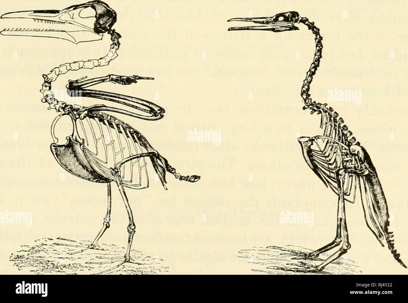 Die Chordates Chordata Sauropsida Klasse Aves 541 Des Archaeopteryx Wurden In Ober Und Unterkiefer Bekannteste Dieser Zahnriemen Vogel Sind Ichthyornis Und Hesperornis Abb 418 In Der Kreidezeit Schichten Von Kansas Das