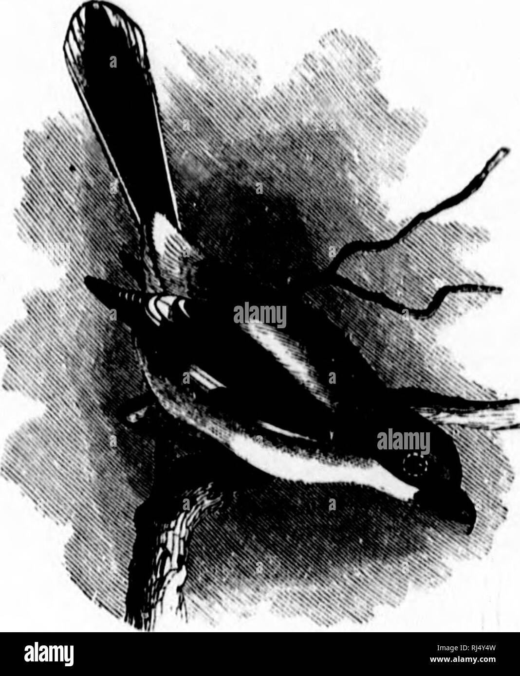 . Die Vögel von Ontario [microform]: Eine kurze Beschreibung aller Vogelarten bekannt in Ontario gefunden zu haben, mit einer Beschreibung ihrer Nester und Eier, und Anweisungen für das Sammeln der Vögel und für die Vorbereitung und Erhaltung Skins; auch, Richtungen, wie eine Sammlung von Eiern zu bilden. Vögel, Vögel, Vögel, Vögel; Oiseaux Oiseaux Oiseaux;;; Oiseaux. 344 HIRDH OK ONTARIO. Unkraut, Rf&lt; l c'cdiir iiiid tliciii iiiMuntaiii iisg Leisten u Ixiiiiitiful supiily ot" Essen. Tlicif voicM 'Leuchtet' uid nur in u wi'iiix cnW initf, leicht ich '&lt;' ('iiniiizÂ "Ml l) iit didicult t (Â" der Dt (RIL) C. In vielen iiuli Stockfoto