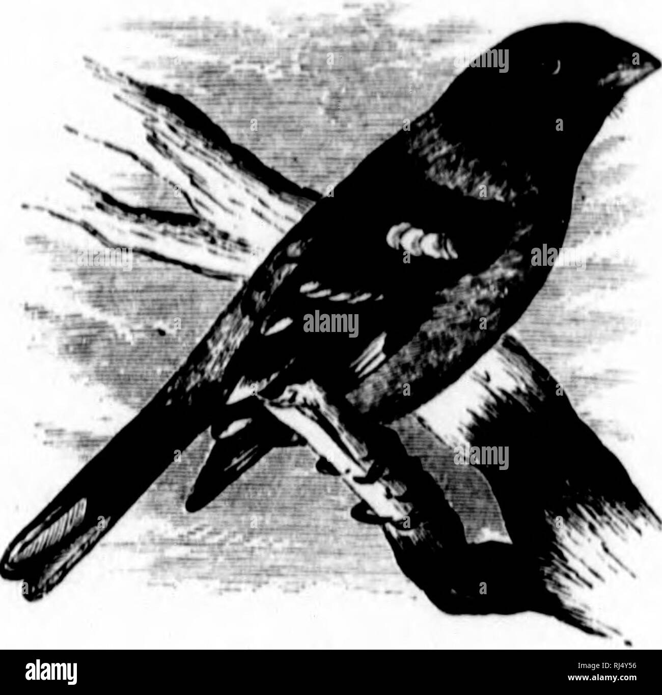 . Die Vögel von Ontario [microform]: Eine kurze Beschreibung aller Vogelarten bekannt in Ontario gefunden zu haben, mit einer Beschreibung ihrer Nester und Eier, und Anweisungen für das Sammeln der Vögel und für die Vorbereitung und Erhaltung Skins; auch, Richtungen, wie eine Sammlung von Eiern zu bilden. Vögel, Vögel, Vögel, Vögel; Oiseaux Oiseaux Oiseaux;;; Oiseaux. (JkNUH HAIUA HKirilKNHACII. HAIUA LUDOVTCTANA (Linn.). - HO. Rose breasted Grosbeak, (i")!)')) Ailiill Din/i: - mit Kopf ami ncfk alle fouml und mlacki.-&lt; h und Lügen oder lluvcn hrown mit nieilian wliite koronalen und. snperriliary Linie; er Stockfoto