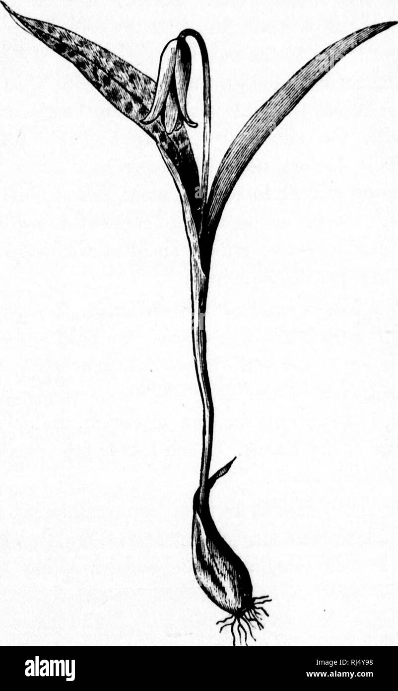 . Die Elemente der strukturelle Botanik [microform]: mit besonderem Bezug auf die Untersuchung der Kanadischen Pflanzen, an dem eine Auswahl von Prüfungsaufgaben hinzugefügt. Anlage Anatomie; Botanik; Plantes; Botanique. Elemente DER STRUKTURELLEN BOTANIK. 47 Kapitel X. PRÜFUNG DES GEMEINSAMEN ANLAGEN FORT. Hund S-ZAHN VIOLETT, Trillium, INDISCHE RÜBE, Calla, ORCHIS, Timothy. 01. Hund - Zahn Violett. Diese Pflanze (Abb. 72) wbich Blumen im Frühling, kann recht einfach erkannt werden. Abb. 72. ihre eigentümliche gestromt verlässt. Es kann in den Reichen. Bitte beachten Sie, dass diese Bilder aus gescannten Seite Bilder, m extrahiert werden Stockfoto