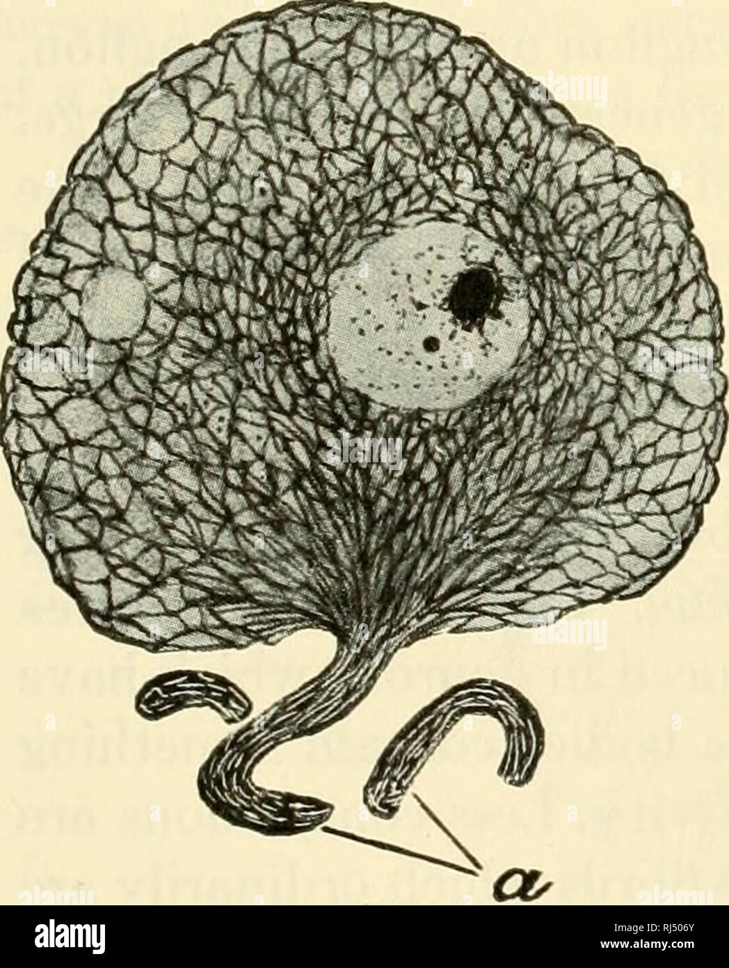 . Die chordates. Chordata. Abb. 258. Arten von Nerv-Zellen. (A) multipolaren Zelle. (B) Anteil der Nerv-Faser mit Hüllen. (C) Eine solche unipolare Zelle (Zelle durch Änderung eines bipolaren Zelle entstehen können, wie in der Abb. gezeigt. 260). (D) pyramidale Zelle (von der Großhirnrinde), (a) Axon; (c) Sicherheiten; (cb) Zelle - Körper; (d) die Dendriten; (m) medulläre Mantel; (n) Kern der Zelle von Schwann Ummantelung: (r)-Knoten von ranvier; (s) Scheide aus Schwann; (/) telo-Dendron. (Höflichkeit, Kingsley: "vergleichenden Anatomie der Wirbeltiere, "Phila-delphia, den Blakiston Company.). Bitte beachten Sie, dass diese Bilder extrahiert werden Stockfoto