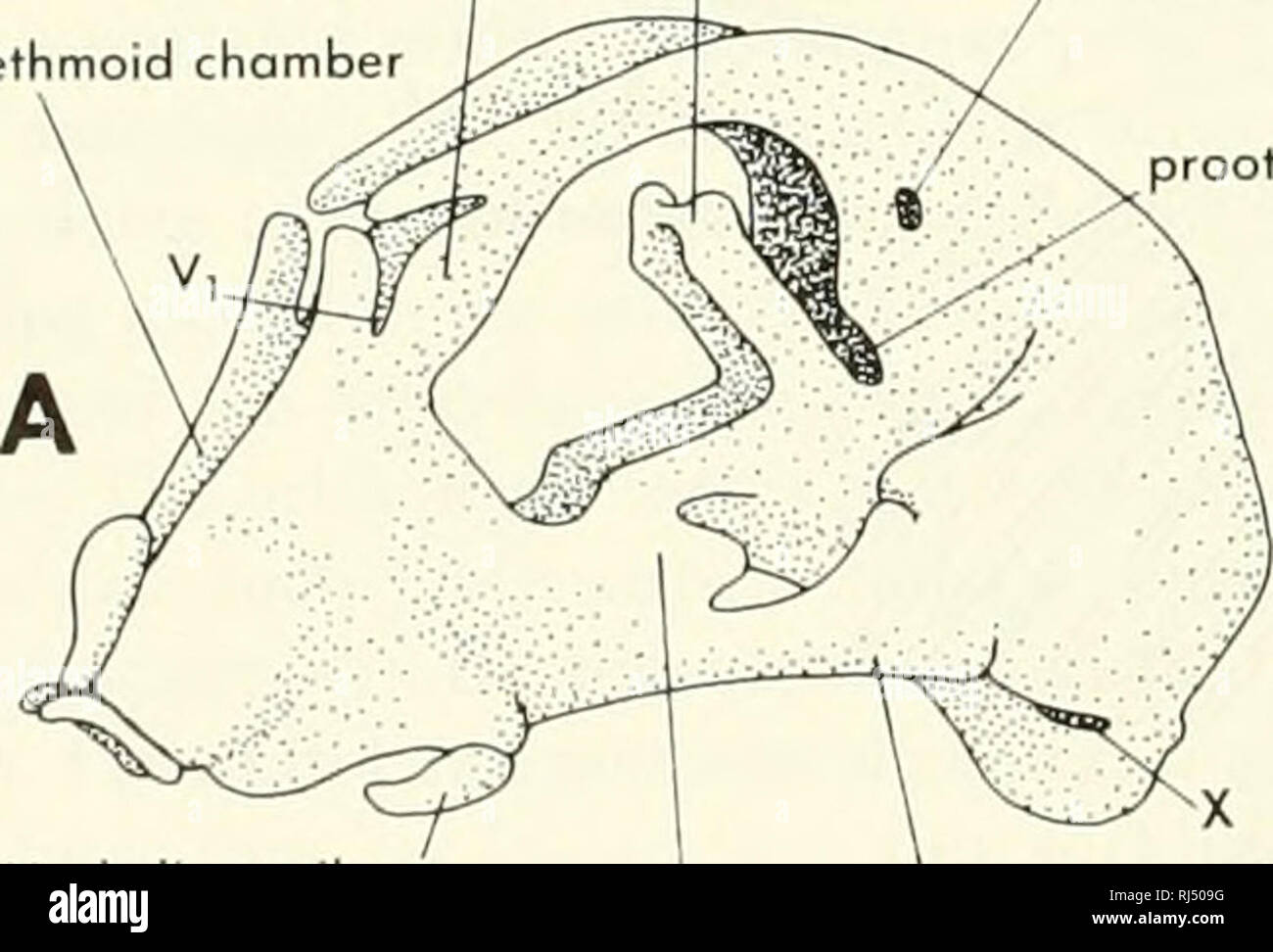 . Stellung der Morphologie. Morphologie (Tiere); Chordata. Bogengänge premaxillary labialen Knorpel occipitospinal Nerv Steingrab posterior cerebral vein Foramen maxillaris lobial Knorpel Abbildung 5-19. Schädel ein 6 Unterkiefer des Hydrohgus. A, dorsalansicht; B, ventrale Ansicht; C, anteriore Ansicht; D, medial Ansicht rechte Hälfte. medial Rostralen sphenethmoid commissu Efferenten pseudobranchiol ortei oberflächliche ophthalmologische V | sphenethmoid commissure Dorsum sellae^^^ J^ Kapsel ethmoid Kammer prootic incisu. Bitte beachten Sie, dass diese Bilder aus gescannten Seite Bilder, die digital wurden extrahiert werden Stockfoto