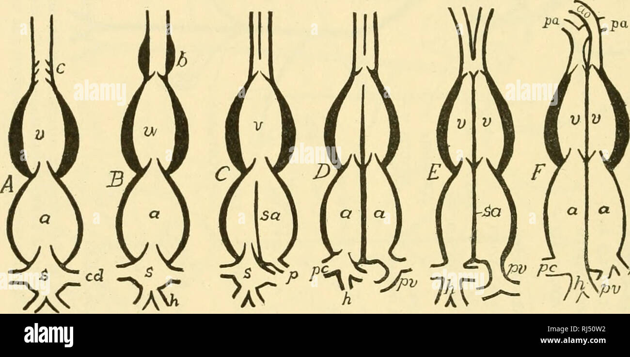 . Stellung Anatomie. Chordata; Anatomie, Vergleichende. 274 STELLUNG ANATOMIE Reptilien nur die linke weiterhin besteht. Die renale Portal System ist verschwunden und mit ihm die abdominale Venen. Letzteres ist allerdings, Form der transienten Umbilicales der fetalen Zirkulation. Die rechten und linken Darmbein venen estabUsh Verbindungen mit dem postcava durch den hinteren Kardinäle und ihre Quer Anastomose im Lendenbereich. Die postcava der Säugetiere offenbar nur teilweise Homologe mit der unteren Wirbeltiere. Vier verschiedene embryonalen Schiffe vereinen die mammahan postcava zu bilden. Dies sind die Stockfoto