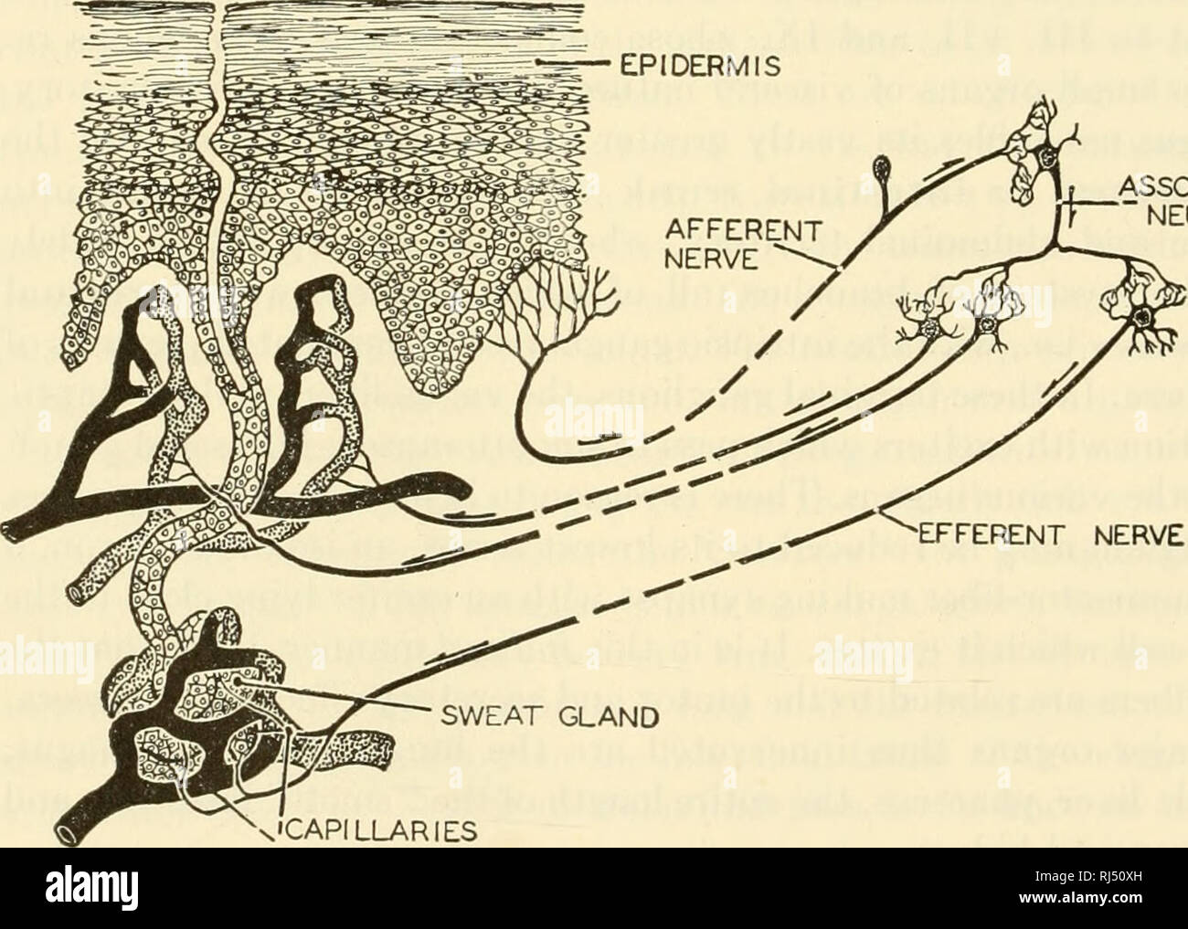 . Die chordates. Chordata. 184 Grundlegende Struktur der Wirbeltiere Umdrehungen nach außen und geht entweder in der Dorsalen oder der ventralen somatischen Ramus der Nervenzellen (Abb. 158). Diese wiederkehrenden Fasern in allen größeren Filialen der beiden Rami verteilen und damit an ihren Effektoren, die glatte Muskulatur und sekretorischen Zellen, wo im Körper befindet. Sie erreichen sogar die Haut, innervating den Schweiß - Drüsen (Abb. 160) und die Muskeln zu Haar-Follikel. Die immer wiederkehrende Fasern sind nonmedullated. Daher eine Ramus communicans besteht aus zwei Bereichen: der "Weißen" Ramus inkl Stockfoto