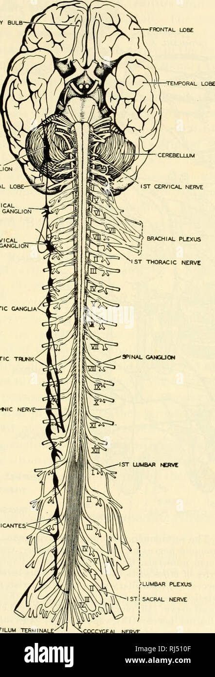 . Die chordates. Chordata. Integrative Systeme 177 SYMPATKTIC GANGUA RAMI COMMUNICANTES -. Sympathisch THJNK LUMBALER PLEXUS SAKRALEN SPLANOtJIC NERV NERV NERV COCCYGEAL Abb. 156. Das Gehirn und das Rückenmark des Menschen, in der ventralen Aspekt, die Beziehungen der spinalen Nerven an den Chief autonomen Ganglien. (Gezeichnet von Morris, nachdem Allen Thomson. Höflichkeit, Neal und Rand: "Stellung der Anatomie", Philadelphia, die Blakiston Company.). Bitte beachten Sie, dass diese Bilder aus gescannten Seite Bilder, die digital für die Lesbarkeit verbessert haben mögen - Färbung und Aussehen dieser Kranke extrahiert werden Stockfoto