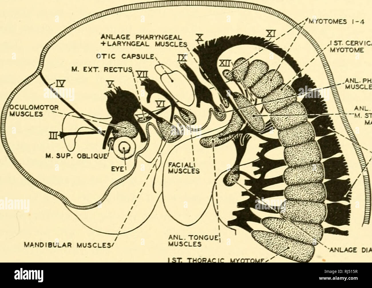 Stellung Anatomie Chordata Anatomie Vergleichende Die Muskulatur 213 Masse In Die Eigenen Muskeln Der Erwachsenen Glied Ist Meist Bis Zum Ende Des Zweiten Monats Abgeschlossen Viszerale Muskeln Abgeleitet Aus Den Hypomere