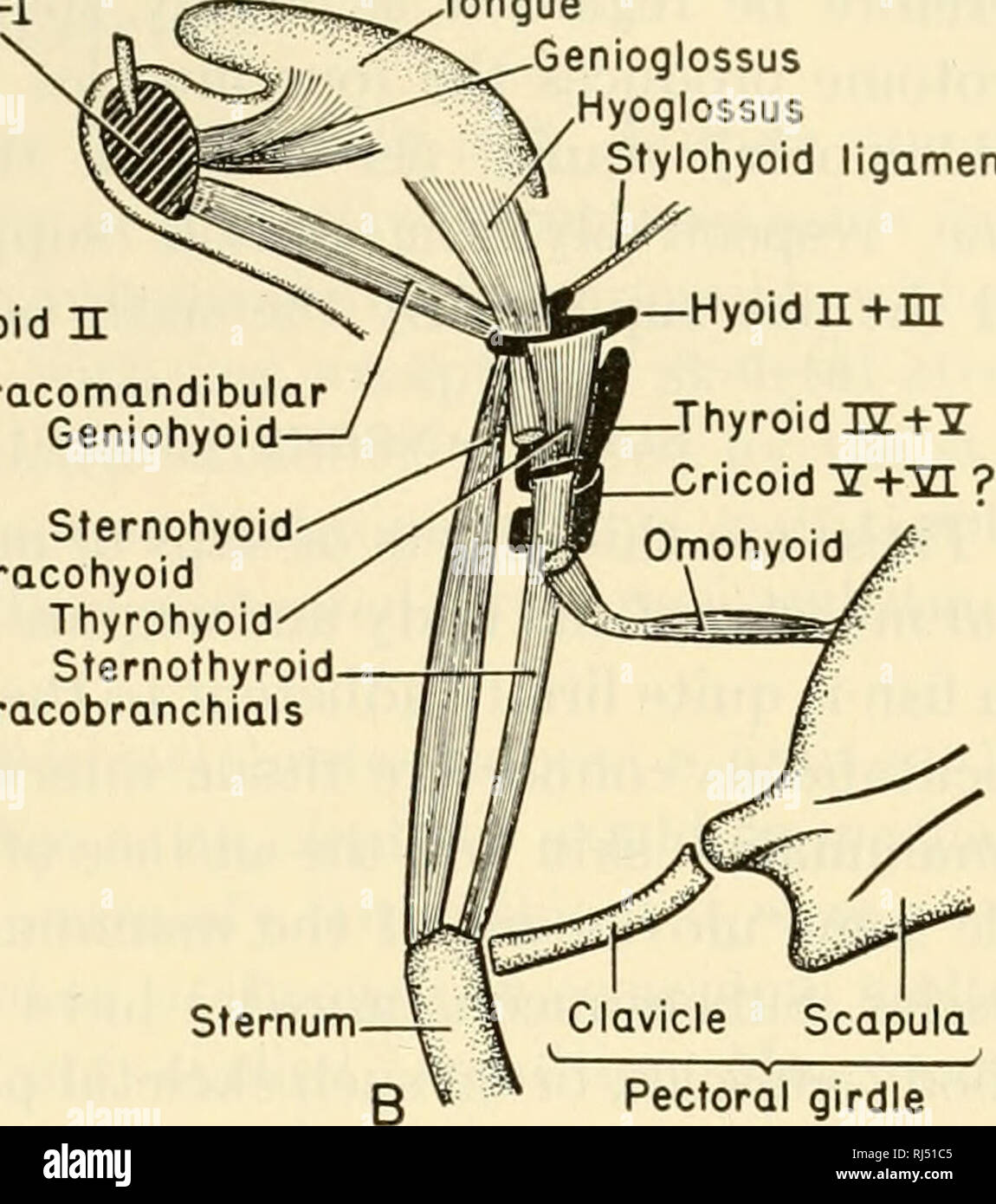 . Die chordates. Chordata. IE Hyoid Coracomandibular Geniohyoid Sternohyoid Coracohyoid Thyrohyoid Sternothyroid Coracobranchials^^v^Zunge. Genioglossus "^v/Hyoglossus" Stylohyoid Ligament - Hyoid n+m. Schultergürtel Abb. 97. Schematische Darstellung der hypobranchial Muskeln. (A) Shark ventrale Ansicht. (B) Säugetier: Ansicht von der linken Seite. der Haut (Abb. 96). Sogar der trapezius, eine umfangreiche und wichtige oberflächliche dorsalen Muskel des Pektorale Anhängsel, hat, zumindest teilweise, die dieser Gruppe zugewiesen. Zum Aufrufen des menschlichen Gesichts Muskeln "Viszeralen" scheint eine Perversion des Stockfoto