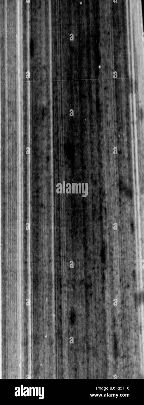 . Sport, Reisen und Abenteuer in Neufundland und die West Indies [microform]. Fischerei; Jagd; Pêche commerciale; Chasse. Reise zurück. 197 rivc 'dtdiaiis y und auf unsere Überlandfahrt zurück zum Schiff, wir hatten eine Probe der wunderbare "Instinkt", wenn man so sagen kann, w 4. die Inder ihren Weg in ein unbekanntes Land. Eine der tliem, John Joe, war noch nie auf diesem Grund wurde; der andere hatte einmal, aber vor langer Zeit. Wir fuhren den ganzen Tag durch Wälder, Sümpfe und Ijarrens, ohne Trail oder nichts, um uns zu führen, die wir sehen konnten, aber es war nie ein Zögern oder douljt I Stockfoto