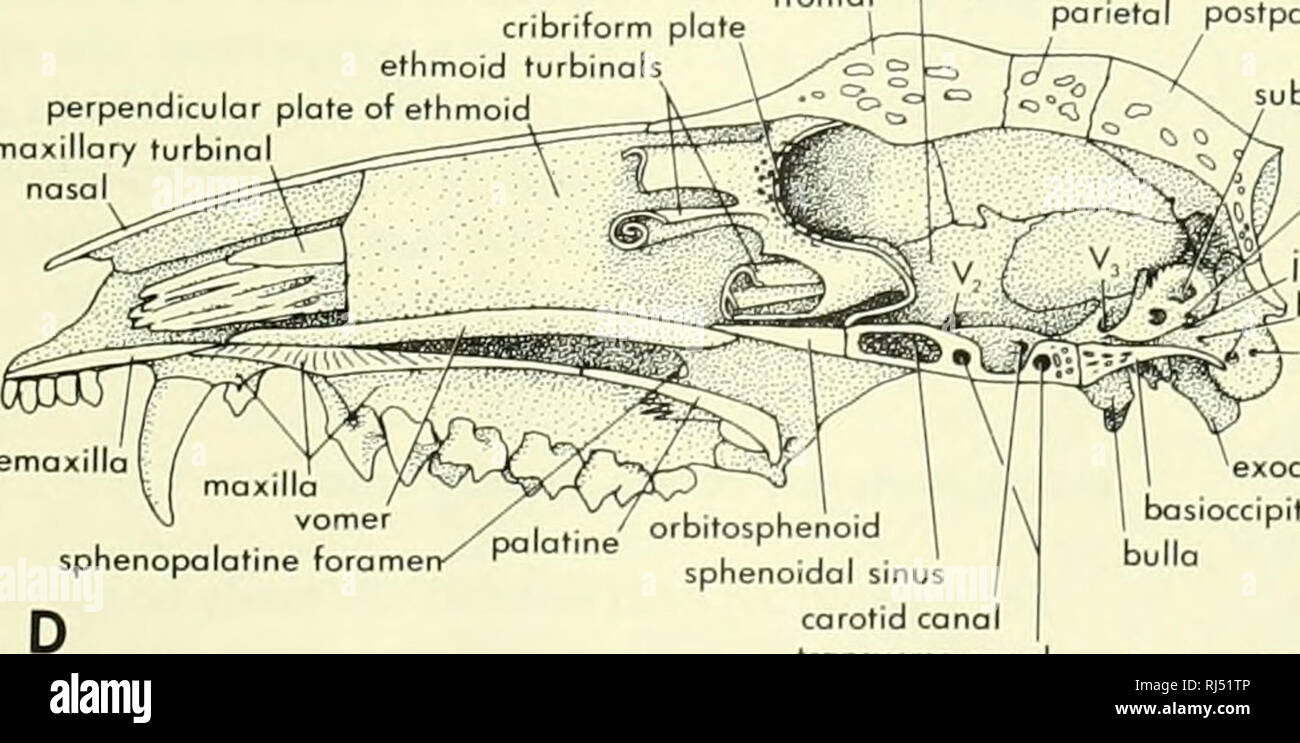 Foramen sphenopalatine Fotos und Bildmaterial in hoher Auflösung Alamy