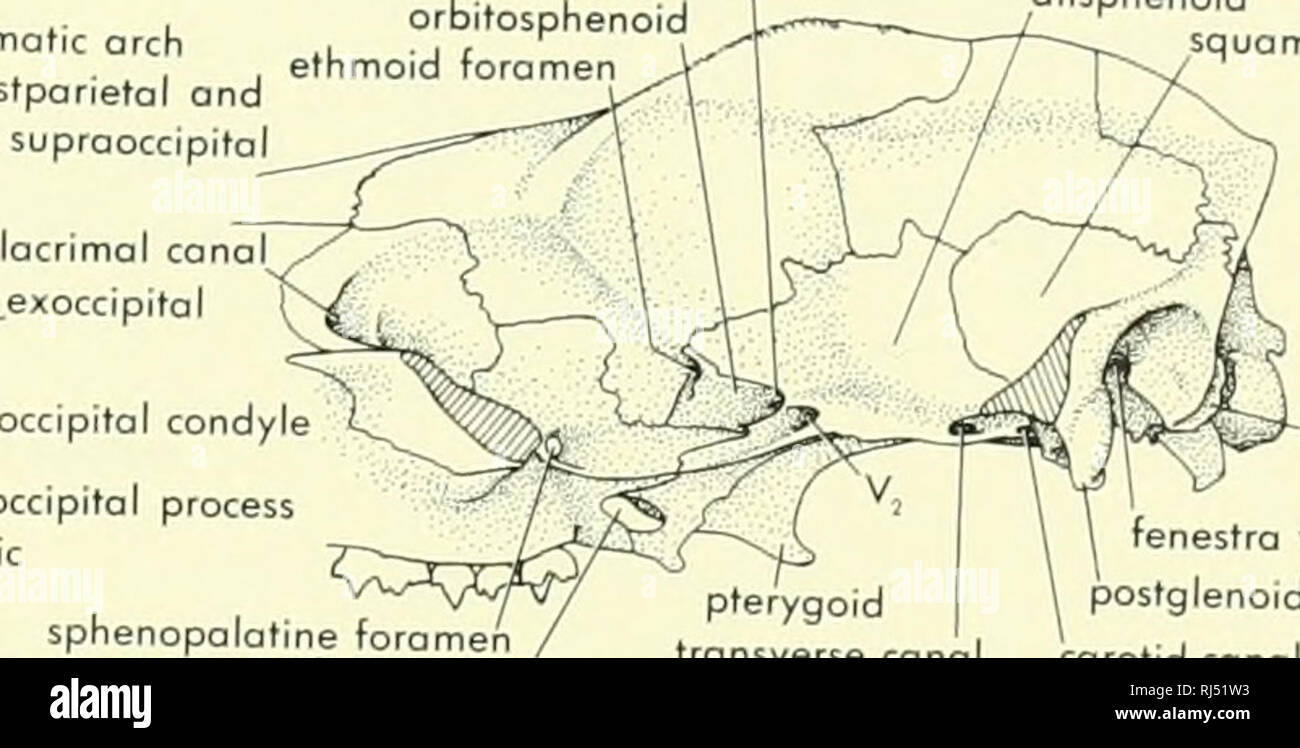 . Stellung der Morphologie. Morphologie (Tiere); Chordata. Optic