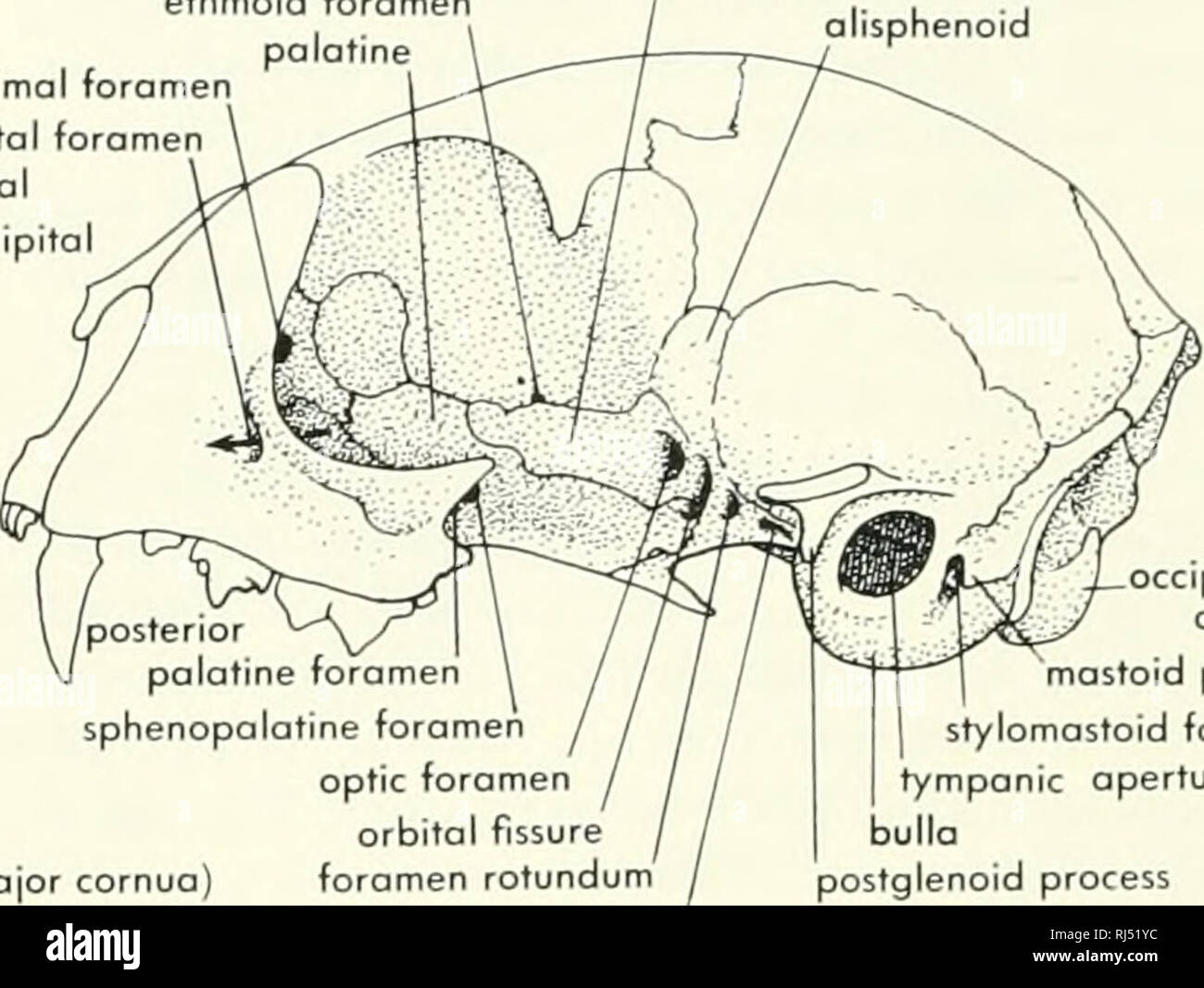 Foramen Rotundum Stockfotos und bilder Kaufen Alamy