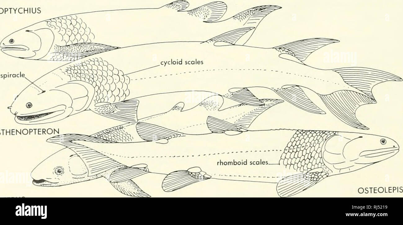 Osteolepis Fotos und Bildmaterial in hoher Auflösung Alamy