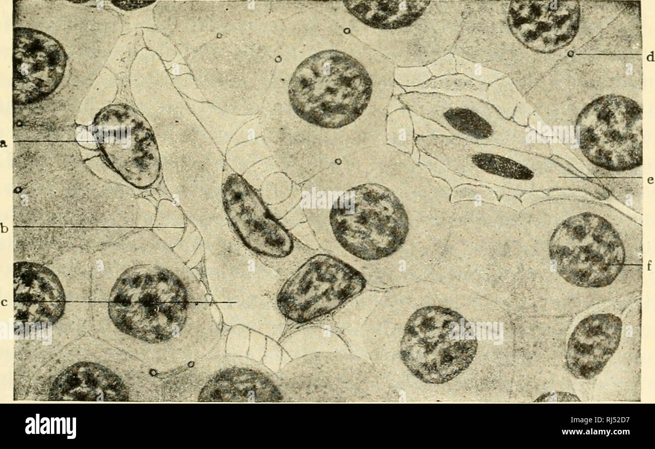 . Die chordates. Chordata. Abb. 27. Leber von einem Schwein. Die läppchen künstlich von der Inter-lobular Gewebe geschrumpft, (a), (b) die Galle-Kanals; (c) Hepatica; (d) interlobular Vene (ein Zweig des Portals); (e) Trabekeln; (f) zentrale Vene. (Stark vergrößert.) (nach Radasch. Höflichkeit, Bremer-Weatherford: "A Text-Book für Histologie, "Philadelphia, den Blakiston Company.). Abb. 28. Abschnitt der Leber eines Salamander (Neclurus). (A) Endothelial Cell; (Bj endothelialen Retikulum; (c) Blut - Schiff; (d) die Galle - Kapillare zwischen Leberzellen; (e) roten Blutzellen; (f) Kern der hepatischen Zelle Stockfoto