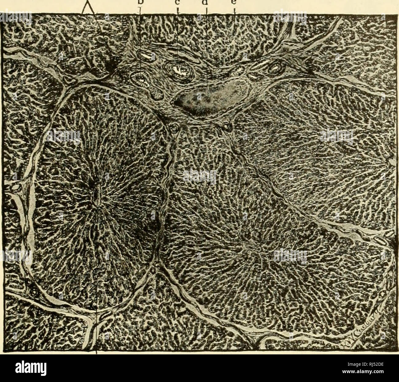 . Die chordates. Chordata. Die innere (Verdauungstrakt) Rohr und seine Atemwege Derivate 33 a b c d e. Abb. 27. Leber von einem Schwein. Die läppchen künstlich von der Inter-lobular Gewebe geschrumpft, (a), (b) die Galle-Kanals; (c) Hepatica; (d) interlobular Vene (ein Zweig des Portals); (e) Trabekeln; (f) zentrale Vene. (Stark vergrößert.) (nach Radasch. Höflichkeit, Bremer-Weatherford: "A Text-Book für Histologie, "Philadelphia, den Blakiston Company.). Bitte beachten Sie, dass diese Bilder aus gescannten Seite Bilder, die digital für die Lesbarkeit erhöht worden sein können extrahiert werden - Färbung eine Stockfoto
