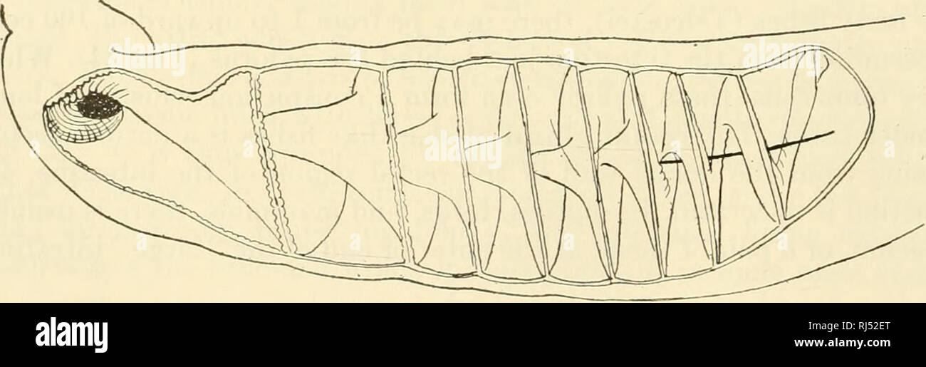 Valvulae . Die chordates. Chordata. Lymphatische^' BLUTGEFÄSSE • ZOTTE CRYPT ...