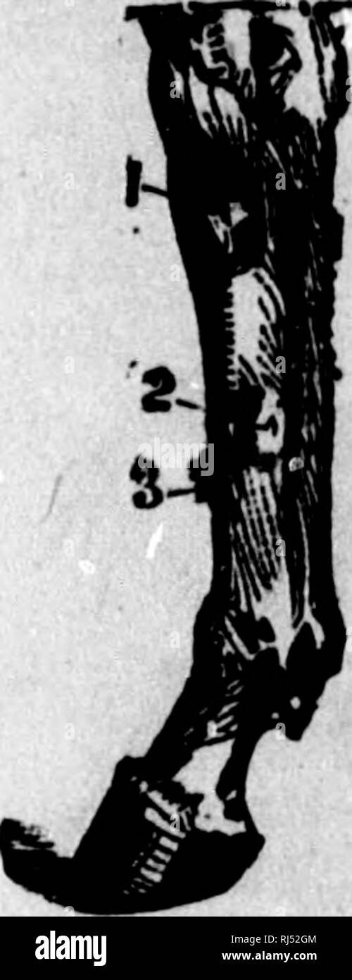 . TraitÃ© sur le Cheval et ses Krankheiten [microforme]: illustrÃ©: Contenant un "Index des maladies". .. Chevaux; Chevaux; Marechalerie; Pferde; Pferde; Horseshoeing. Aufwand DE LA ROTULE. 39. Traitement. Pour ce Genre d'Ã©parvin (Les cas Gräber SPÖ © ciale - taent) nous recommandons Notre "Blister", quelques Anwendungen bar semaine toutes les Deux semaines, et des Anwendungen de Spat Heilung "entre Celles de "Blister", Telles que prescrites sur la boÃ®te. Frictionnez bien et ins avec la Main. SUROS. C'est une Petite tumeur osseuse situÃ©e en-dedans de l Stockfoto