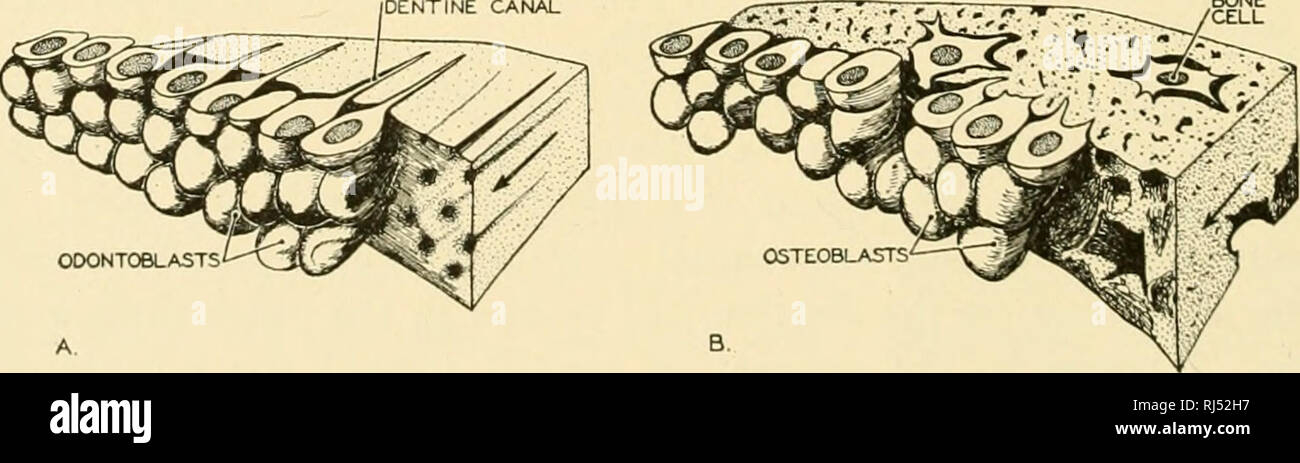 . Stellung Anatomie. Chordata; Anatomie, Vergleichende. Orale Epithel Osteoblasten von periost von alveolus Binde-Gewebe Fasern cementoblasts (SAC) von Dental Knochen der Unterkiefer Blutgefäße und Nerven Abb. 127,- Schematische Darstellung der Topographie eines Zahnes und seiner Beziehung zu den Knochen des Kiefers. Die nummerierten Zonen zeigen empirisch die Reihenfolge der Ablagerung der Dentin und Schmelz. Die so genannte Wachstum Linien im Dentin und Schmelz folgen den allgemeinen Konturen durch die gestrichelten Linien in der Abbildung dargestellt, aber viel zahlreicher sind. (Von Patten "Embryologie des Schweins Stockfoto