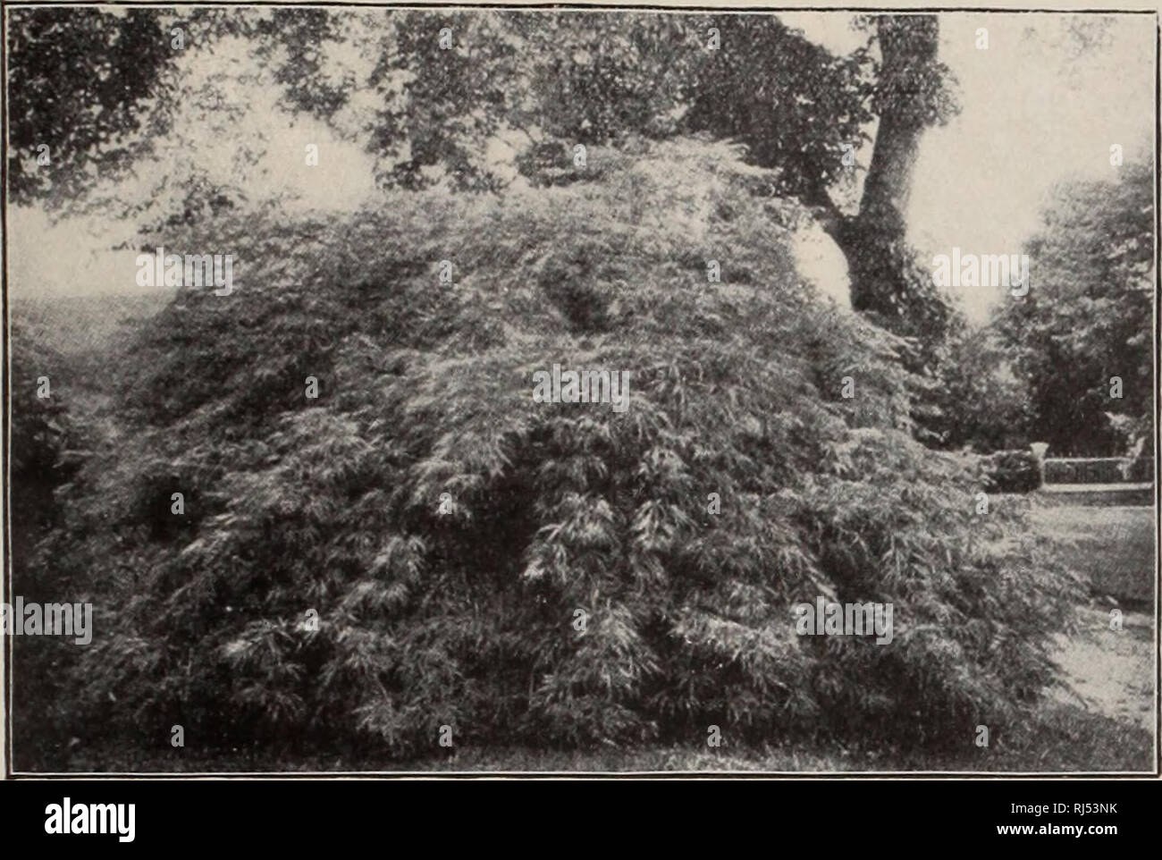 Vari Marg Acer reticulatum -Fotos und -Bildmaterial in hoher Auflösung – Alamy