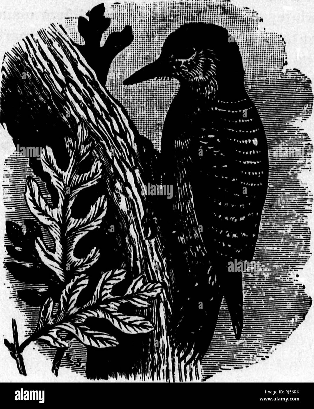 . Unsere Vögel in ihren spukt [microform]: Eine populäre Abhandlung über die Vögel der östlichen Nordamerika. Vögel; Oiseaux. Der Red-bellied Woodpecker. 105 traurige Sache vorgebracht. Ein lieber Freund, und in jeder Hinsicht eine edle Mann, hat sofort von einem Baum erschlagen worden, und, Desir-ous jede mögliche insbesondere über das Ereignis, zu kennen. = (der RBD-BELLIBD WOODPBCKBR. Ich bin sorgfältig studieren. Suchen in den hohen Baumkronen, woher kamen die tödlichen Glied, mein Verstand ist, wenn möglich, kurzzeitig durch die Augen eines Vogels selten in dieser Gegend gesehen, umgeleitet wird oder in einer der nördlichen Bezirke, t Stockfoto