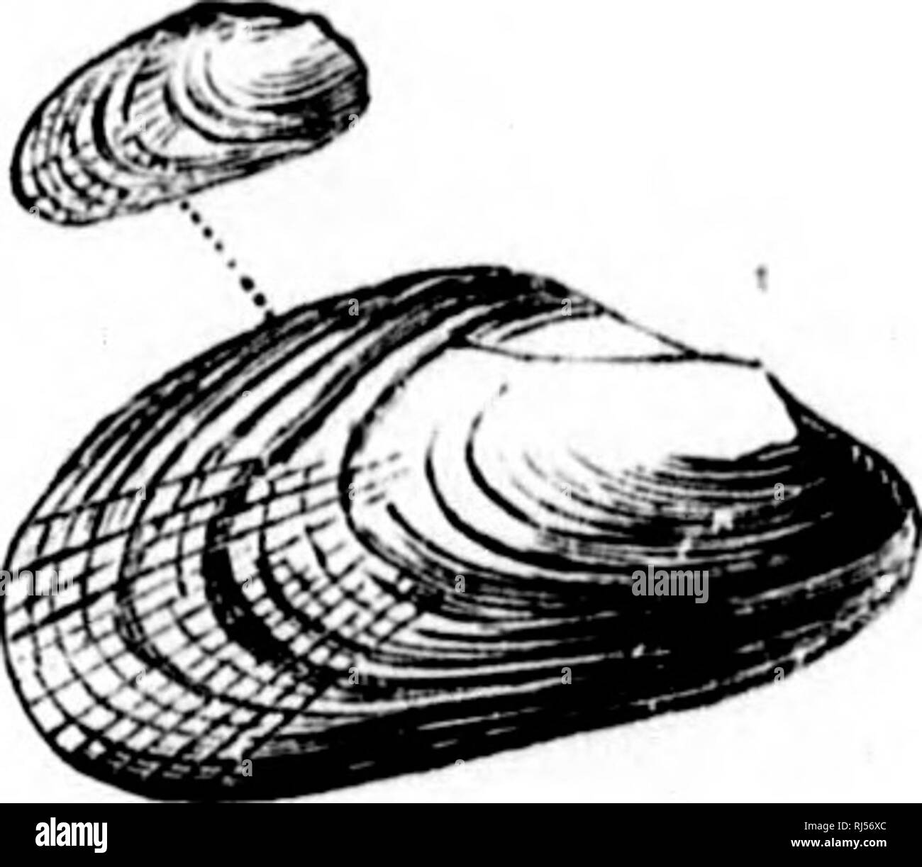 . Acadian Geologie [microform]: Die geologische Struktur, organischen und mineralischen Ressourcen von Nova Scotia, New Brunswick und Prince Edward Island. Geologie; Paläontologie; Geologie; Geologie; Naturwissenschaft; Paléontologie; Géologie; Géologie. . Bitte beachten Sie, dass diese Bilder sind von der gescannten Seite Bilder, die digital für die Lesbarkeit verbessert haben mögen - Färbung und Aussehen dieser Abbildungen können nicht perfekt dem Original ähneln. extrahiert. Dawson, J. W. (John William), Sir, 1820-1899. London: MacMillan; Halifax [N. S.]: A. und W. Mackinlay Stockfoto