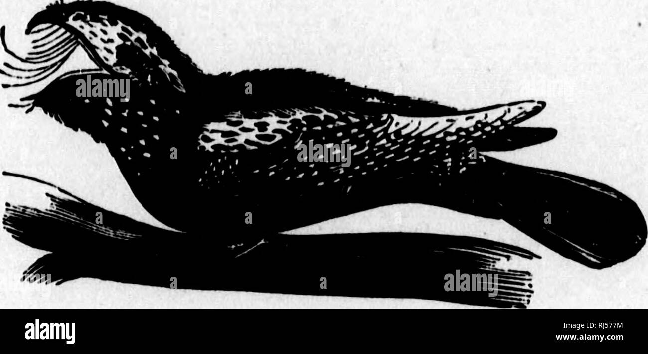 . Die Vögel von Kanada [microform]: Mit Beschreibungen ihrer Gewohnheiten, Ernährung, Nester, Eier, mal der An- und Abreise. Vögel, Ornithologie; Oiseaux; Ornithologie. Vögel von Kanada. 19 Familie CAPRIMULGIDiE. Die Ziege - Saugnäpfe..li r Whip-poor-will. Caprimulgiis vociferus. - Die Peitsche - schlechter wird. Die Peitsche - Armen - wird es eine regelmäßige Sommer resi-dent von Kanada. Es ist zehn und ein halben Zoll lang; Bill, kurz, und an der Stelle verbogen; Mund, sehr groß, und an den Seiten mit einer Reihe von harten Borsten, die nach innen drehen und gedachten, Augen, voll und groß, das Gefieder bunte ist mit schwarzem, hellen Creme-braun, Stockfoto