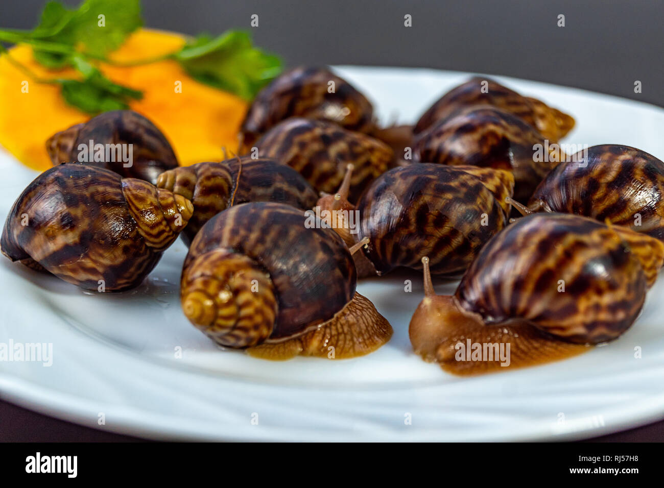 Traube Schnecken, akhatina, auf einer Platte, wie roh essen, eine rawism und als ein köstliches Gericht Stockfoto